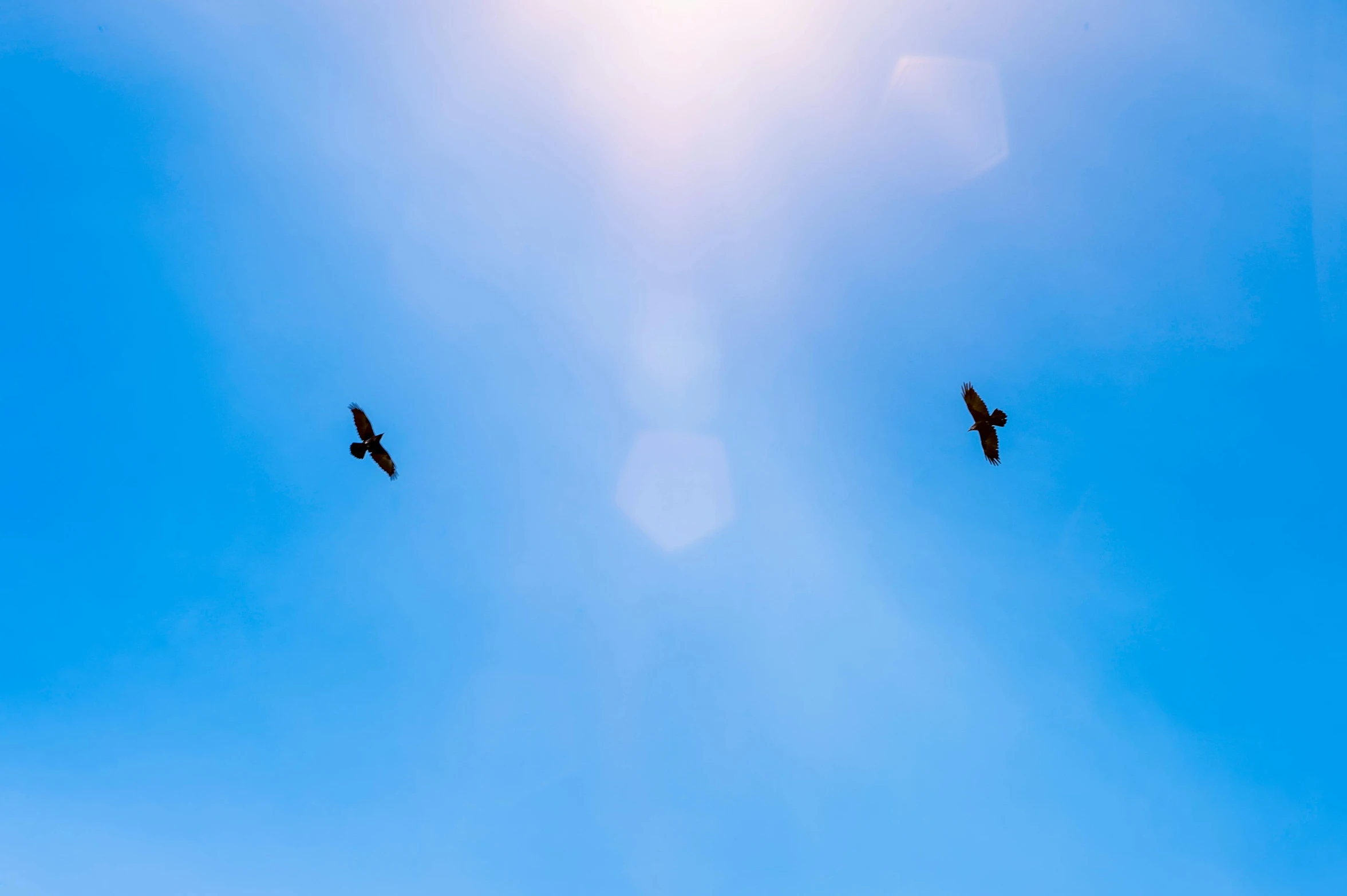 a couple of birds flying through a blue sky, pexels contest winner, minimalism, sun flares, vultures, 8k 50mm iso 10, rectangle