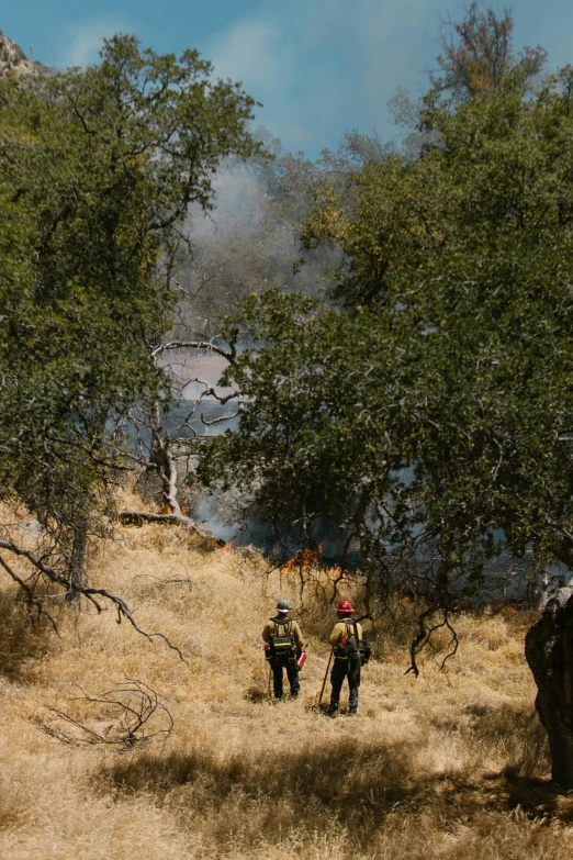 a group of people riding on the back of an elephant, alpine tundra wildfire, oak trees, slide show, more