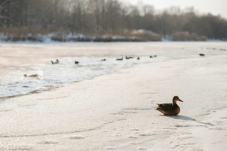 a duck that is sitting in the snow, by Andries Stock, pexels contest winner, land art, frozen river, sunny day time, thumbnail, brown