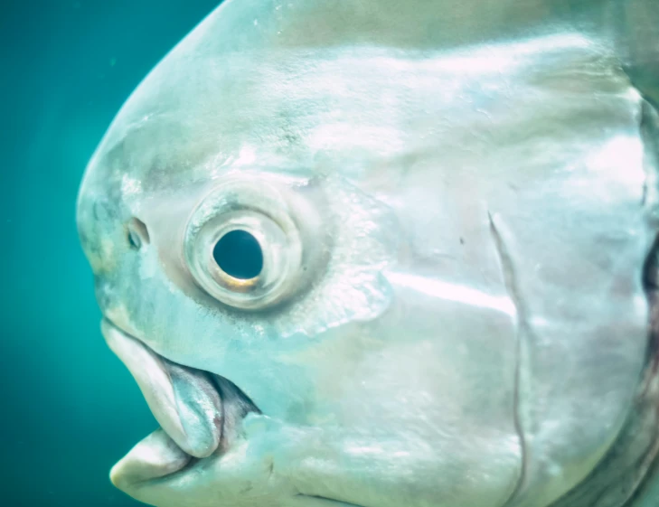 a close up of a fish with its mouth open, by Damien Hirst, pexels contest winner, aluminium, pale head, silver, tiffany dover