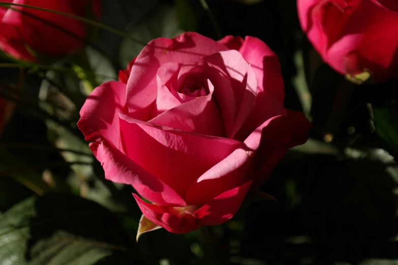 a close up of a pink rose in a vase