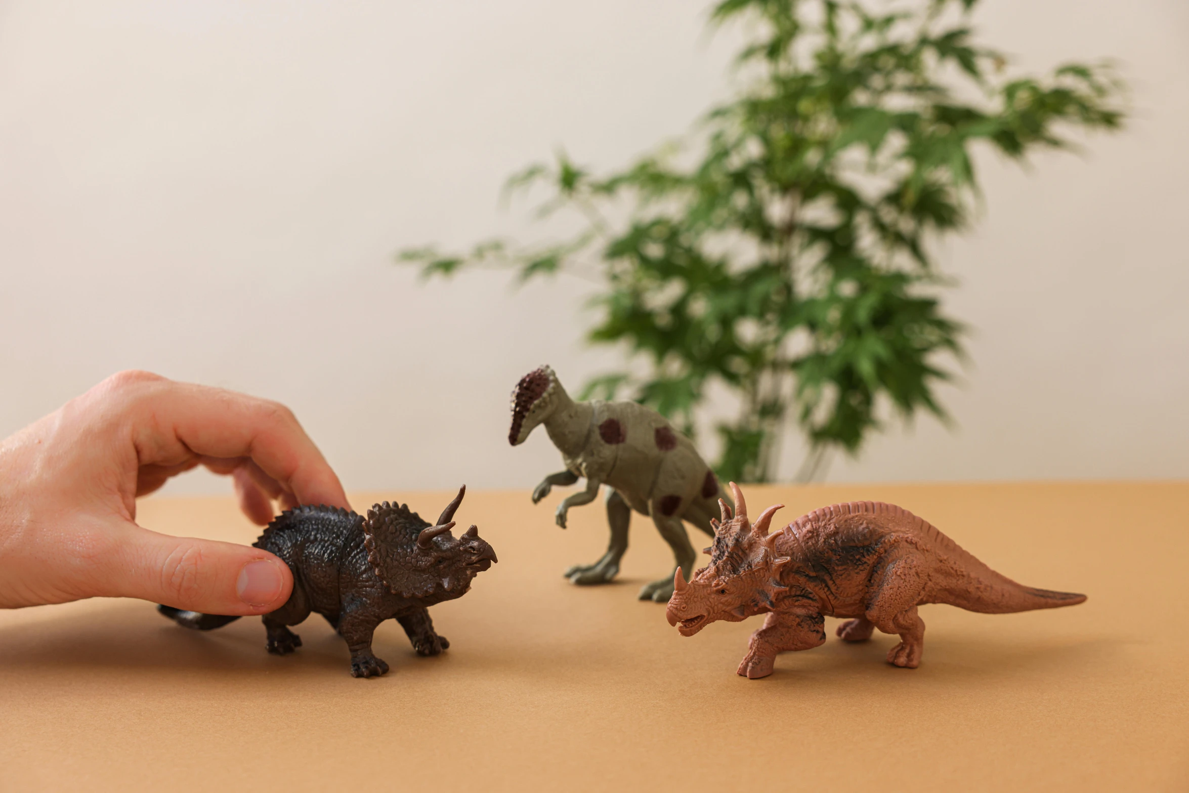 a person is playing with toy dinosaurs on a table, inspired by Adam Rex, trending on unsplash, photorealism, large horned tail, three animals, posable pvc, looking towards camera