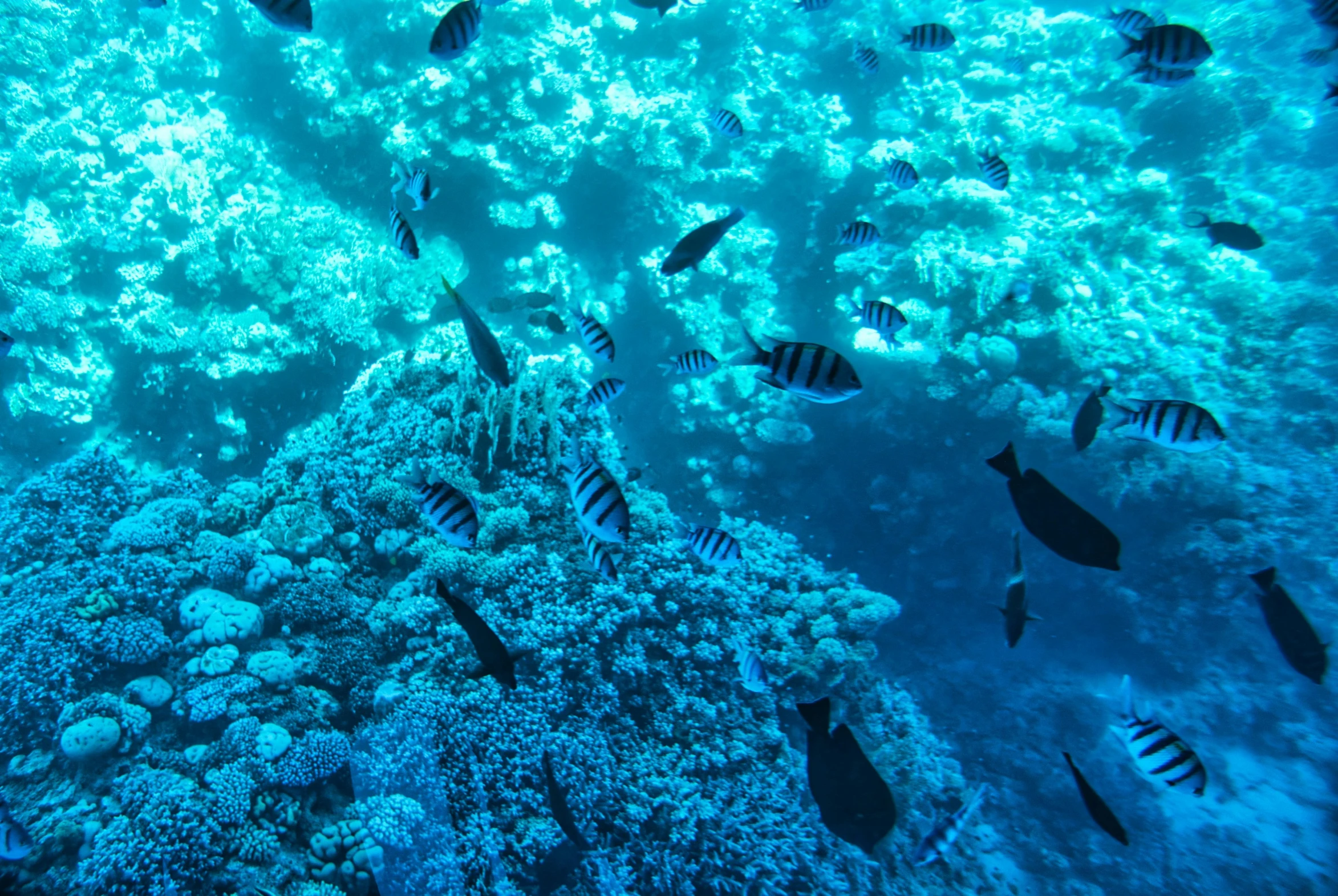 a group of fish that are swimming in the water, coral reefs, blue tinted, shallow water