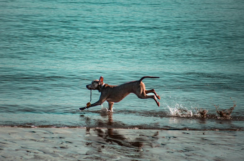 a dog running in the water at the beach, inspired by Elke Vogelsang, pexels contest winner, hairless, fishing, youtube thumbnail, an olive skinned