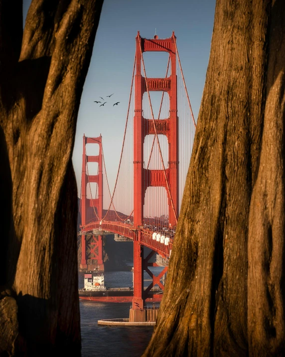 a view of the golden gate bridge through some trees, by Jacob Burck, pexels contest winner, visual art, carved in wood, three towers, photo of the year 2 0 2 2, looking through a portal