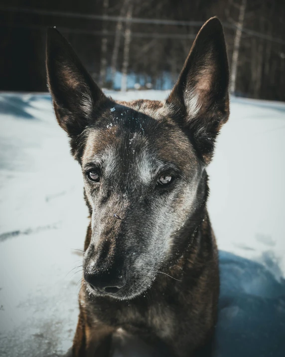 a dog that is sitting in the snow