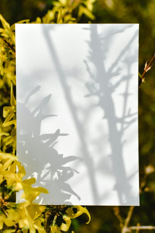 a piece of paper hanging from a tree branch, soft and clear shadows, next to a plant, face partially obscured, detailed product shot