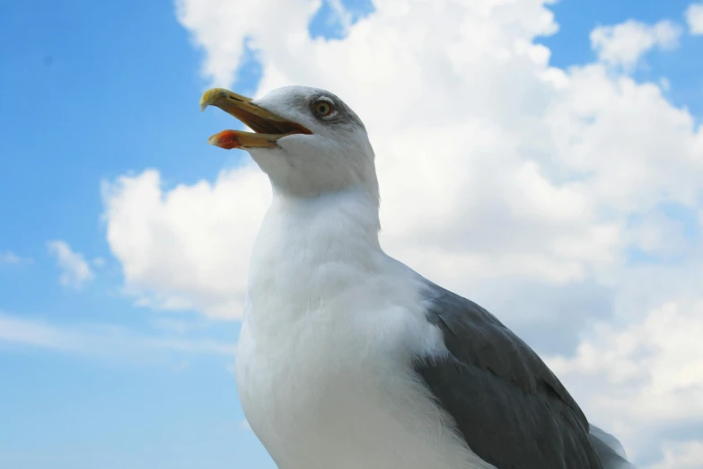 a close up of a seagull with its mouth open, pexels contest winner, partly cloudy day, ready to eat, avatar image, singing