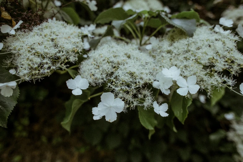 a close up of some white flowers on a tree, unsplash, background image, hydrangea, alessio albi, herbs and flowers