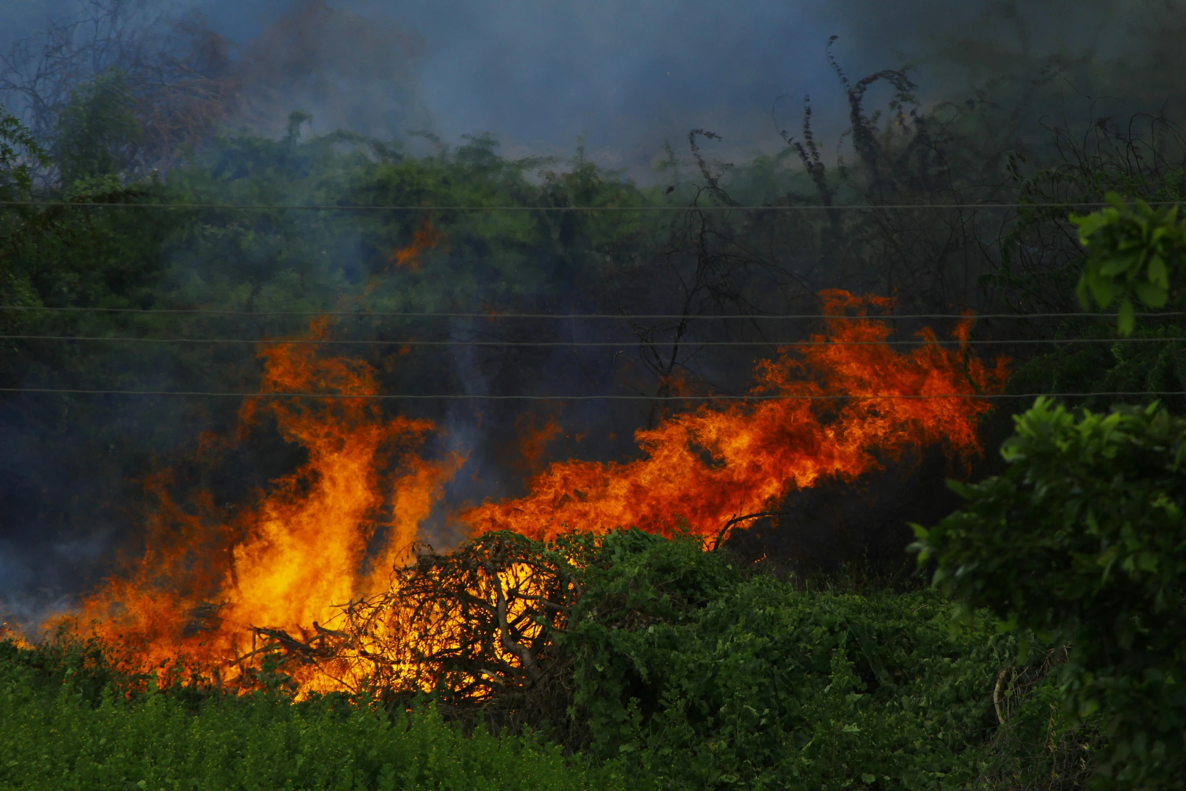 a fire that is burning in the grass, by Daniel Lieske, hurufiyya, hawaii, promo image, multiple stories, lianas