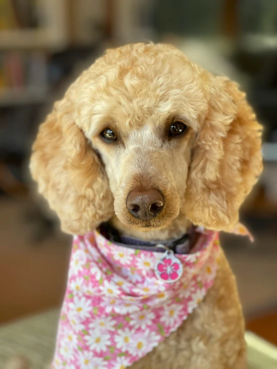 a close up of a dog wearing a bandana, by Bernie D’Andrea, wearing pink floral chiton, curly haired, slide show, no cropping