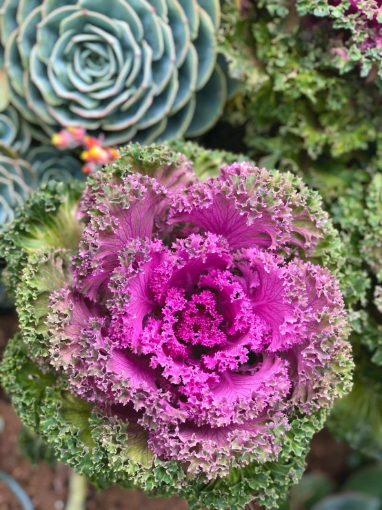 a close up of a purple and green plant, lettuce, 🌸 🌼 💮, award-winning crisp details”, colorful coral