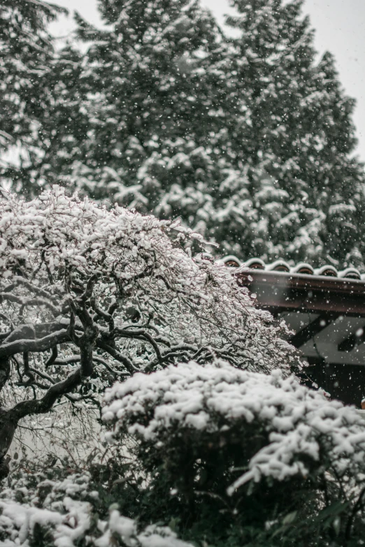 a group of trees covered in snow next to a building, inspired by Kawase Hasui, trending on unsplash, sōsaku hanga, high angle close up shot, panoramic shot, in japanese garden, fujifilm”