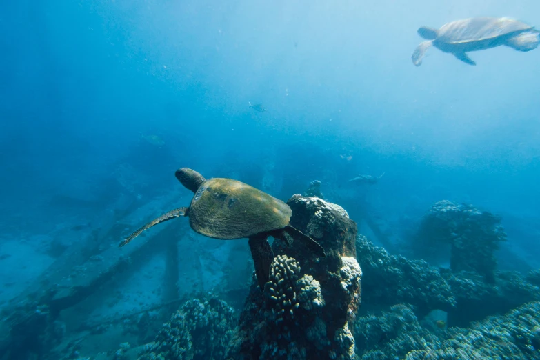 a turtle that is swimming in the water, shipwrecks, great barrier reef, dwell, jen bartel