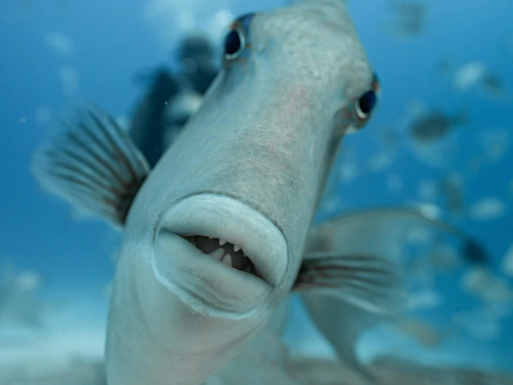 a close up of a fish with it's mouth open, coral sea bottom, square jaw, lovingly looking at camera, cocky smirk