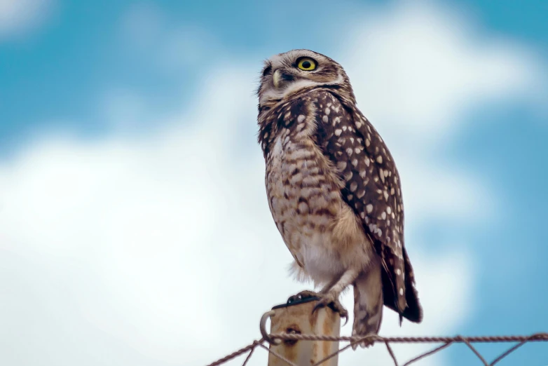 a small owl sitting on top of a wooden post, trending on pexels, looking at the sky, an olive skinned, national geographic ”, highly stylized