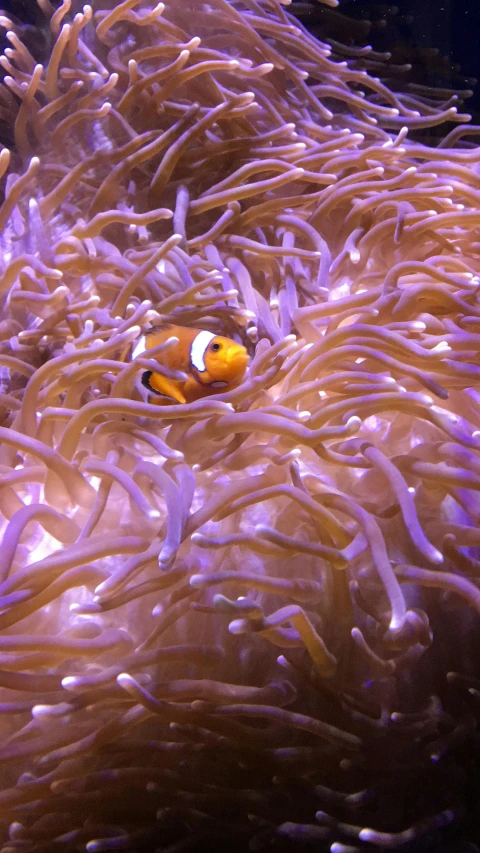 a couple of clown fish in a sea anemone, by Robbie Trevino, pexels, orange and purple electricity, taken on iphone 14 pro, 2 5 6 x 2 5 6 pixels, pareidolia