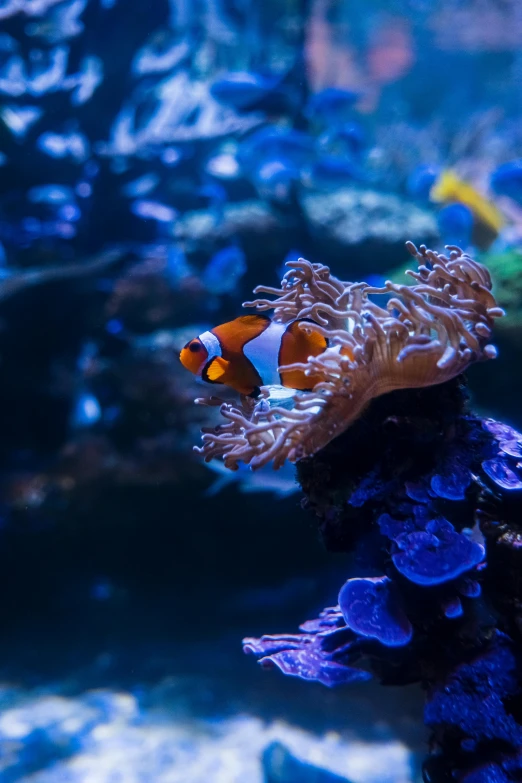 a couple of clown fish in an aquarium, featured on reddit, purple and blue neons, slide show, manuka, a photo of the ocean