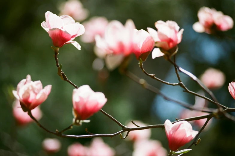 a close up of some pink flowers on a tree, inspired by Jane Nasmyth, unsplash, magnolia stems, displayed, sunlit, made of glazed