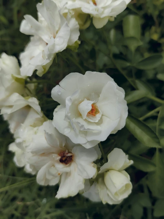 a bunch of white flowers sitting on top of a lush green field, an album cover, unsplash, renaissance, rose garden, ignant, loosely cropped, high angle close up shot