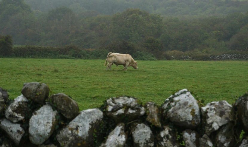 a cow standing on top of a lush green field, stone walls, on a rainy day, photograph, conor walton