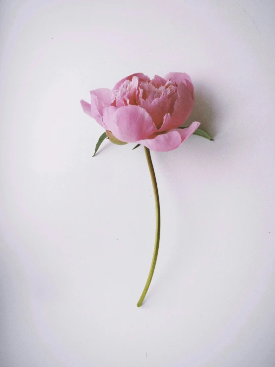 a single pink flower on a white surface, by Rebecca Horn, unsplash, hyperrealism, peony flowers, ((pink)), color photograph, joy ang