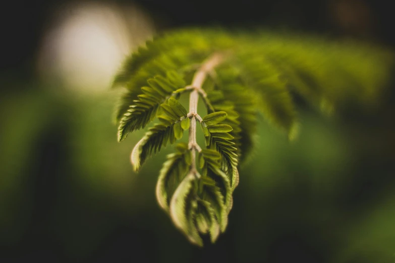 a close up of a fern leaf, unsplash, hemlocks, macro bokeh ”, shot on hasselblad, tree and plants