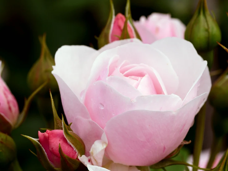 a close up of a pink rose budding, an album cover, by Ruth Abrahams, unsplash, al fresco, paul barson, white