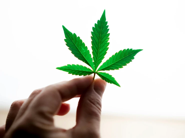 a person holding a marijuana leaf in their hand, by Jakob Gauermann, unsplash, hurufiyya, on a white background, made of lab tissue, high quality product image”, high quality upload