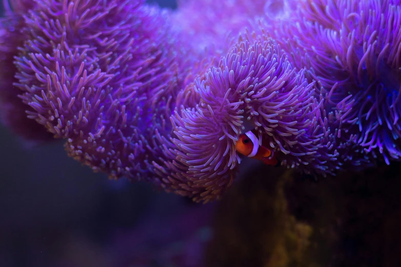 a close up of a purple sea anemone, pexels contest winner, covered in coral, fishing, fish tank, a handsome