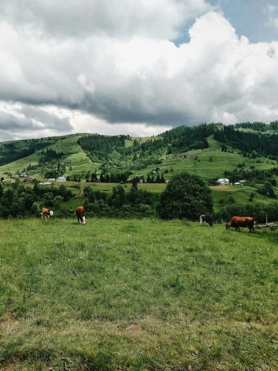 a herd of cattle grazing on a lush green hillside, pexels contest winner, russian village, 👰 🏇 ❌ 🍃, gloomy skies, instagram story