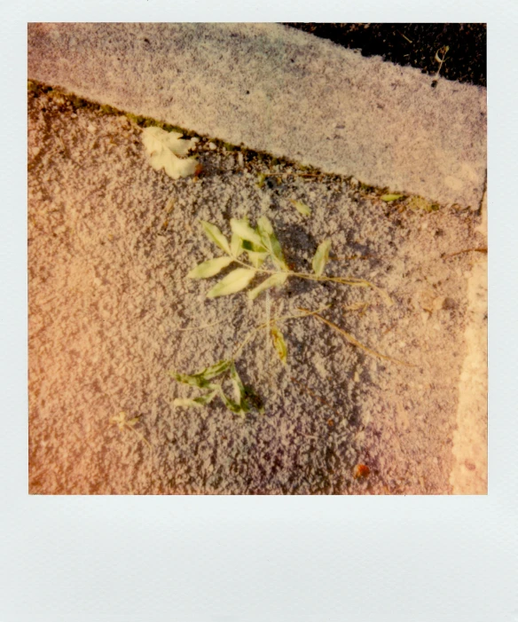 a plant that is growing out of the ground, a polaroid photo, inspired by Elsa Bleda, unsplash, postminimalism, pavements, detailed color scan, debris on ground, without green grass