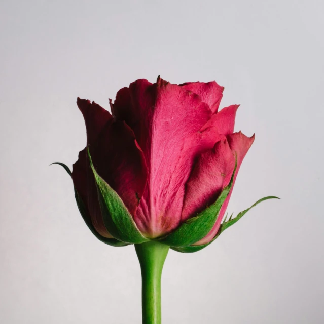 a single pink rose on a stem against a white background, a picture, pexels, red emerald, side view close up of a gaunt, on a gray background, high quality upload
