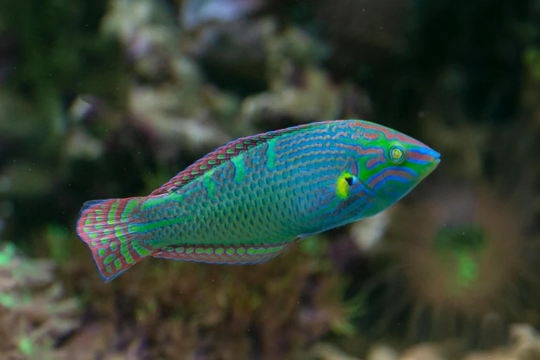 a fish that is swimming in some water, rainbow corals, blue-green fish skin, confident looking, zoomed out