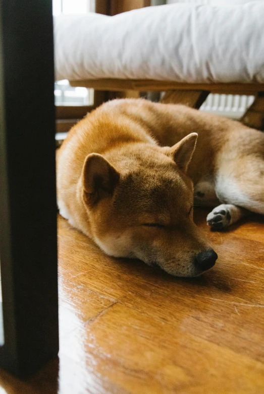 a dog that is laying down on the floor, inspired by Shiba Kōkan, unsplash, asleep, warm wood, in tokio, ignant