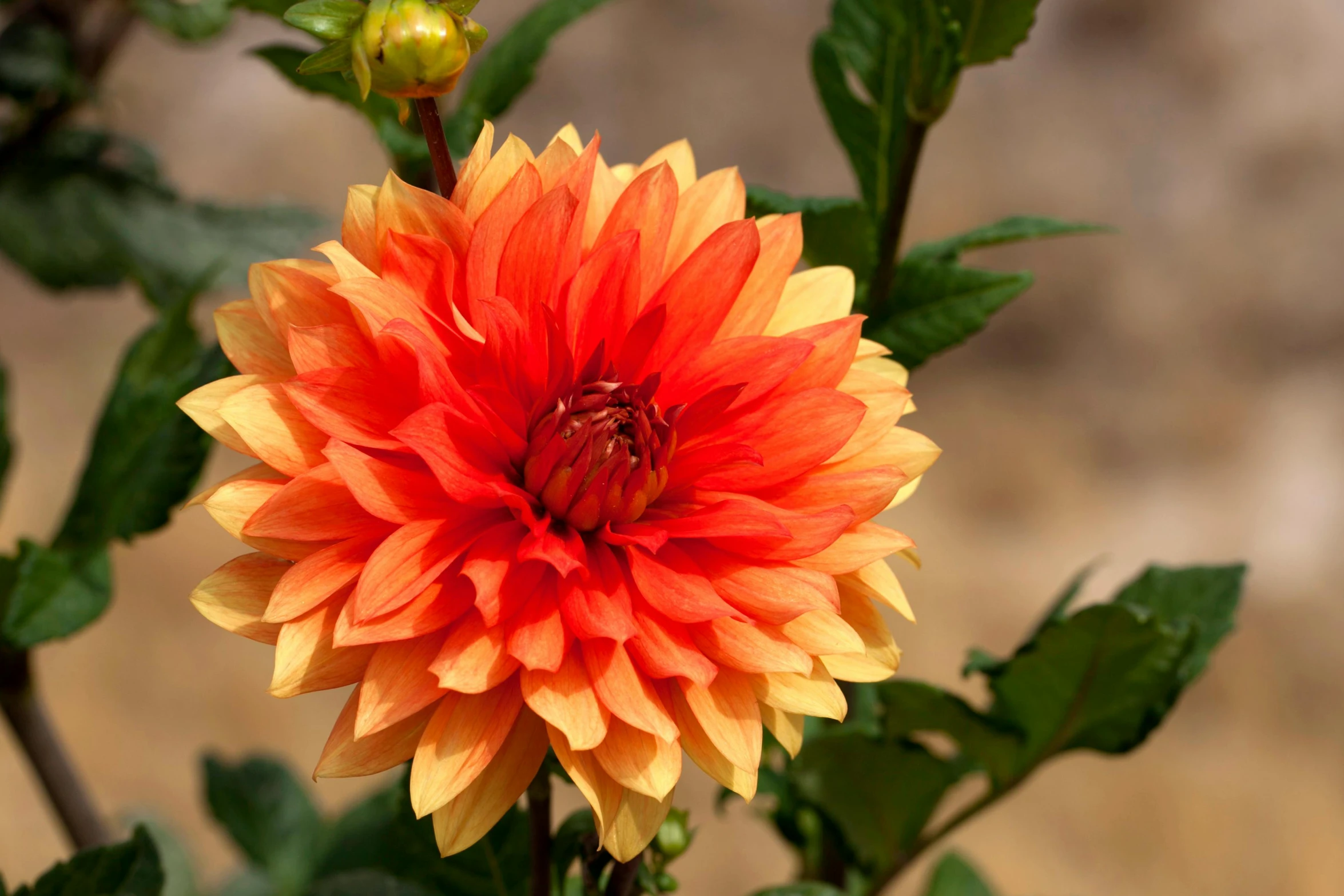 a close up of a flower with green leaves, dark oranges reds and yellows, dahlias, sunny amber morning light, terracotta