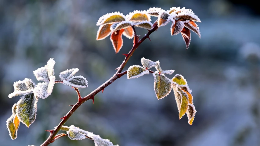 a close up of a plant with frost on it, trending on pexels, multi - coloured, fruit trees, fire and ice, thumbnail