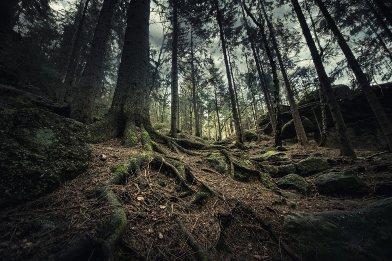 a forest filled with lots of trees and roots, an album cover, by Andries Stock, unsplash contest winner, black forest, rocky ground, ((forest)), old photo of a creepy landscape