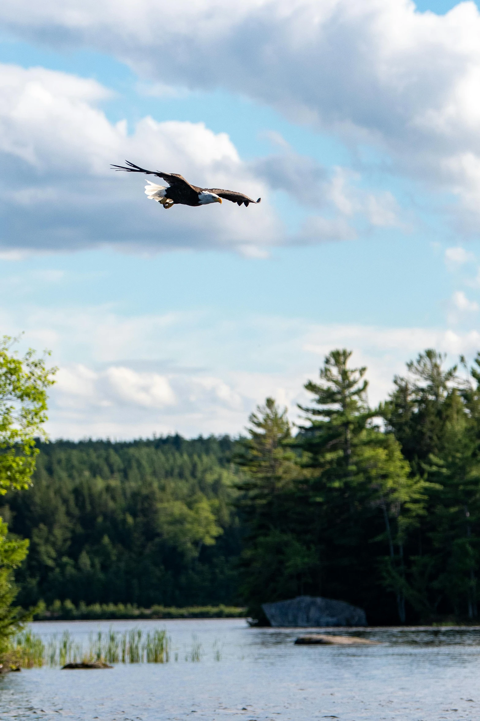 a bird flying over a body of water, new hampshire, trees in the background, eagles, 2019 trending photo