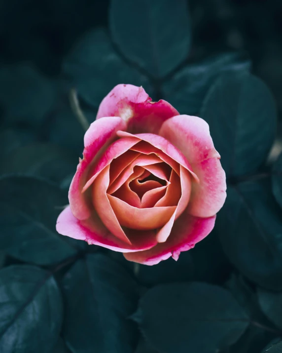 a close up of a pink rose surrounded by green leaves, trending on unsplash, on a dark background, non-binary, pink and red colors, porcelain skin ”