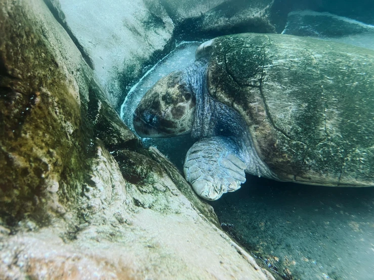 a turtle that is laying down on some rocks, by Ryan Pancoast, pexels contest winner, hurufiyya, in an icy cavern, sydney hanson, who is born from the sea, 🦩🪐🐞👩🏻🦳