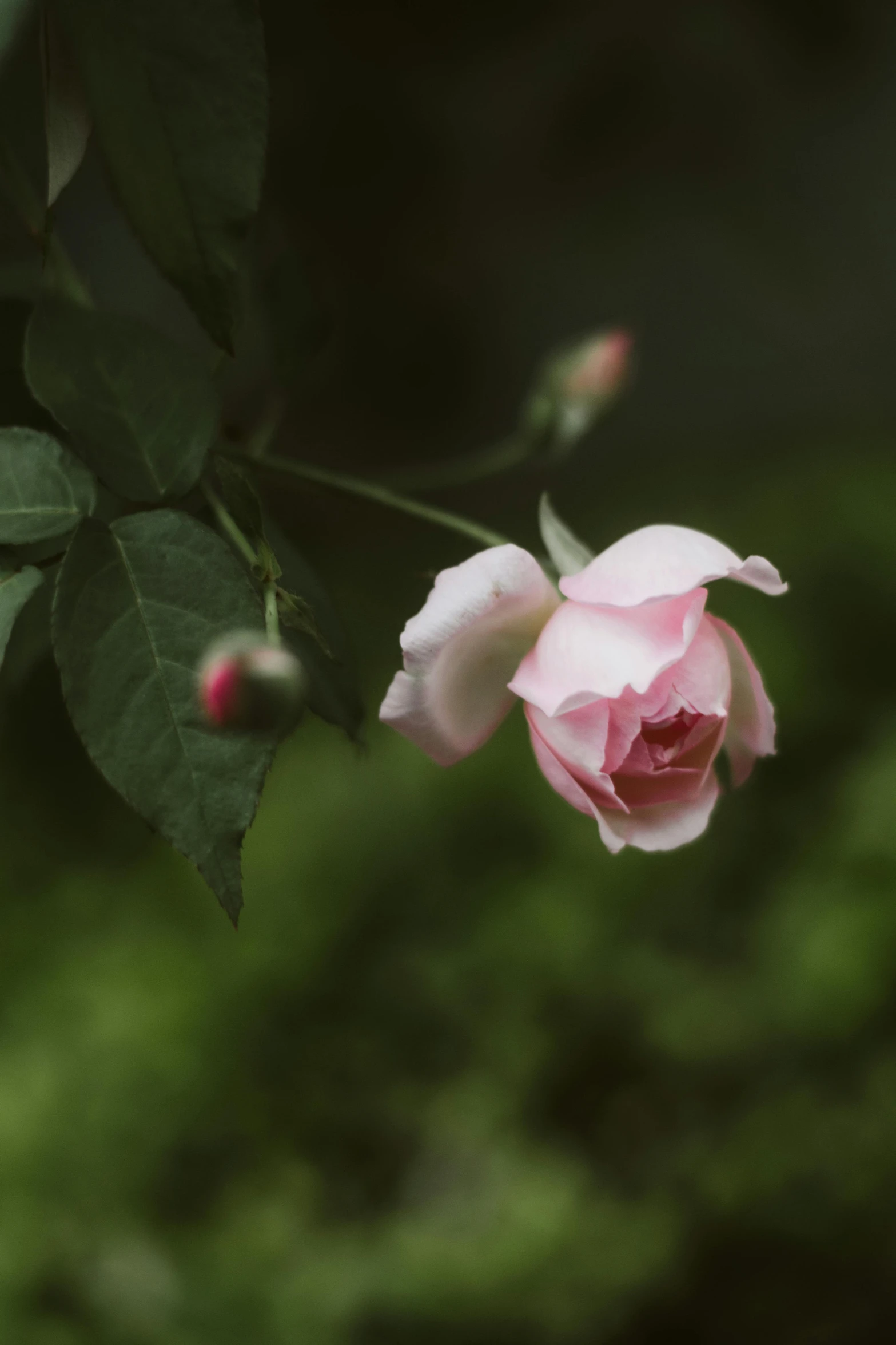 a single pink rose blooming in a garden, inspired by Elsa Bleda, unsplash, medium format. soft light, lpoty, to