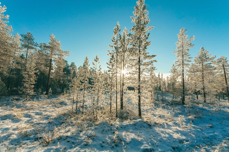 the sun is shining through the trees in the snow, inspired by Bruno Liljefors, unsplash, hurufiyya, sunny day with clear sky, frost, caledonian forest, educational