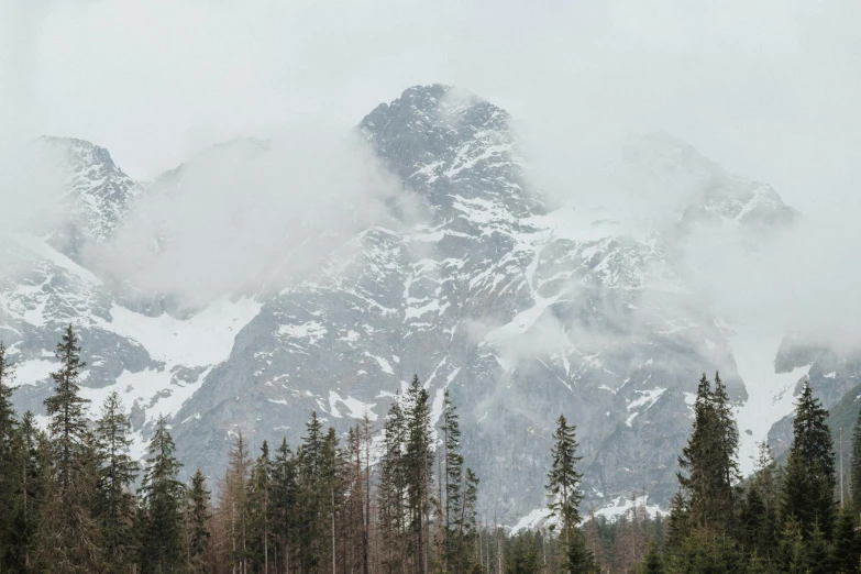 a herd of cattle grazing on top of a lush green field, by Emma Andijewska, pexels contest winner, romanticism, with snow on its peak, pine forests, gray sky, rocky foreground