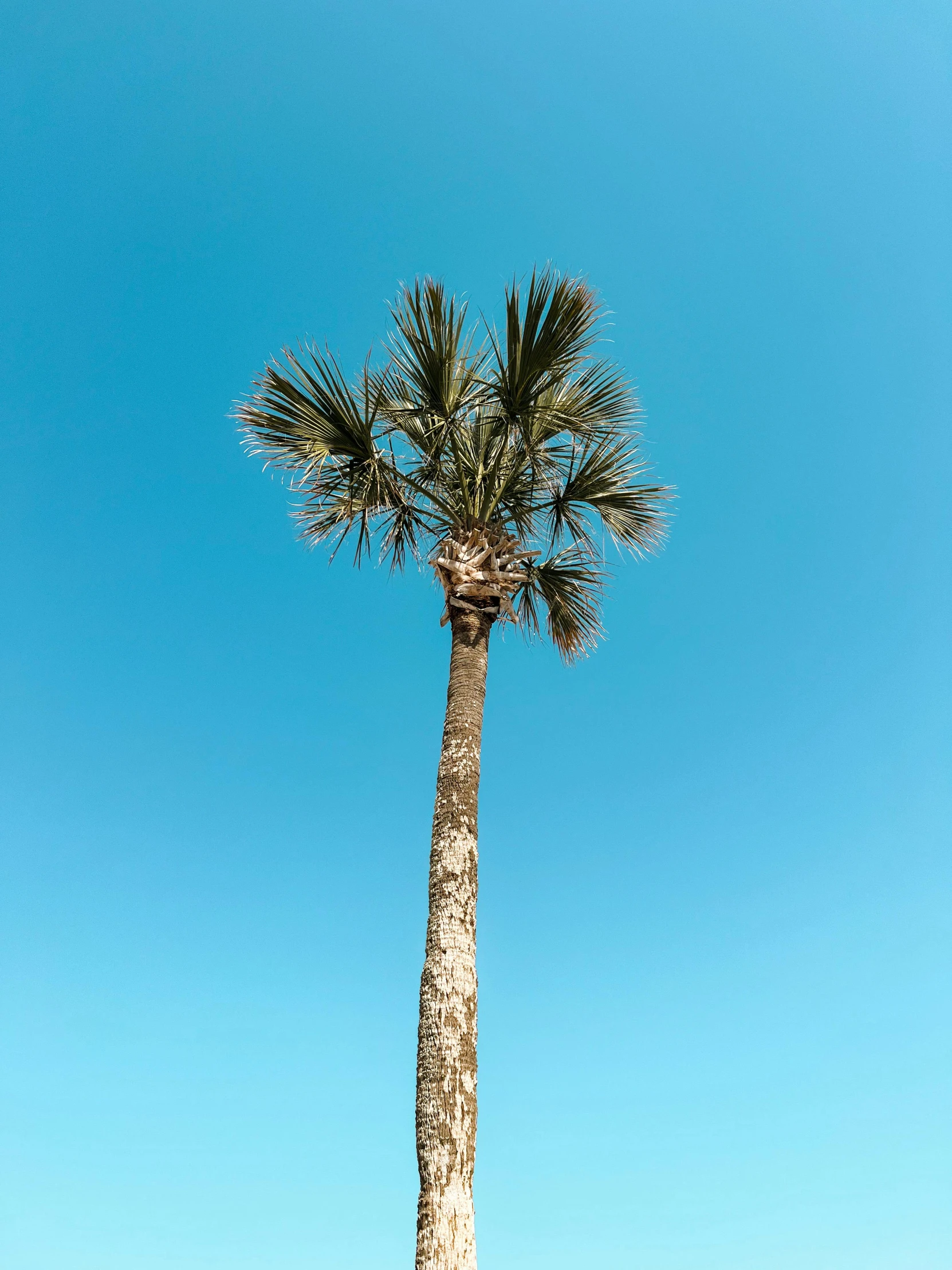 a tall palm tree sitting on top of a sandy beach, unsplash contest winner, cloudless blue sky, profile image, the emerald coast, plain uniform sky