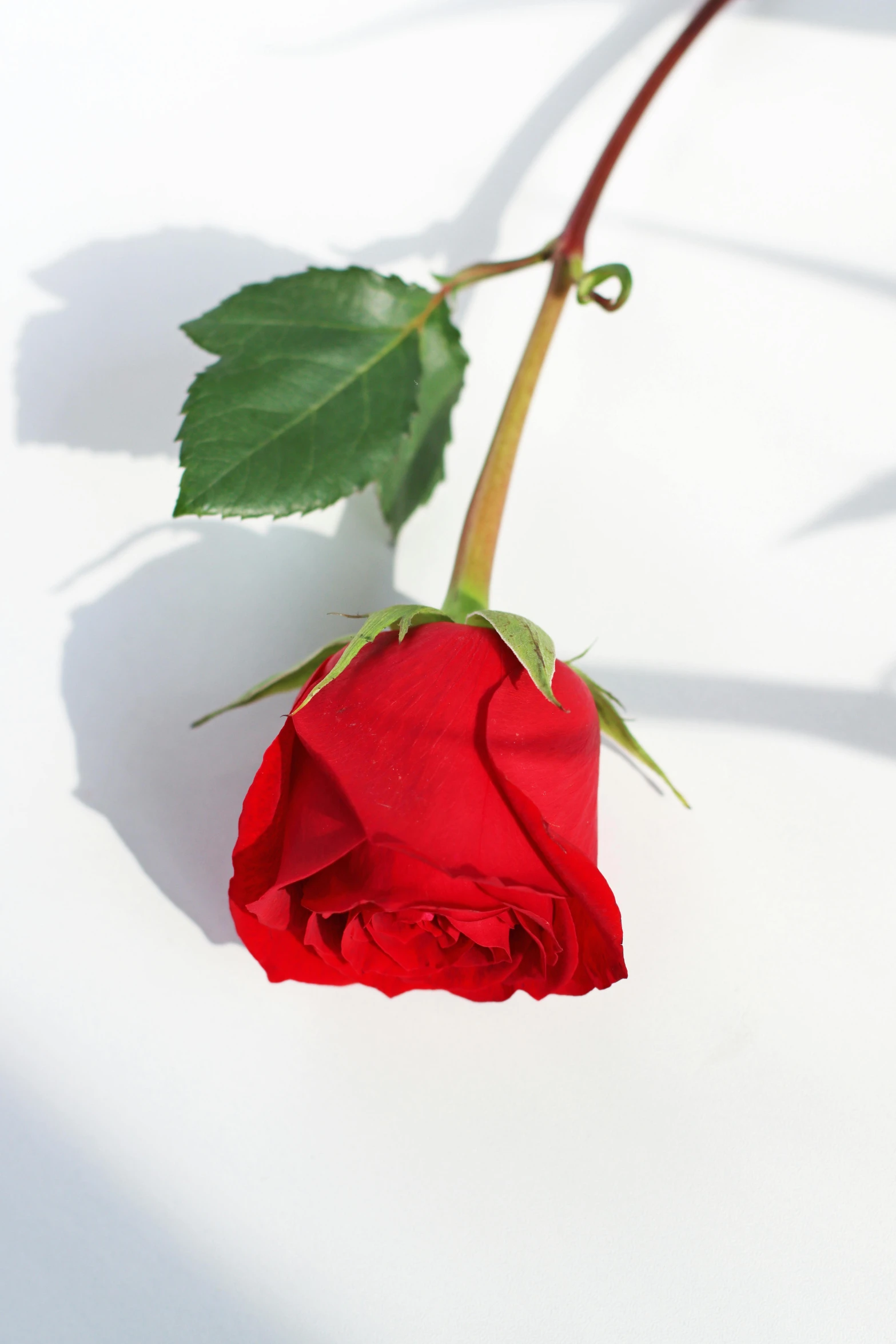 a single red rose sitting on a white surface, avalon, highly upvoted, large tall, romantic lead