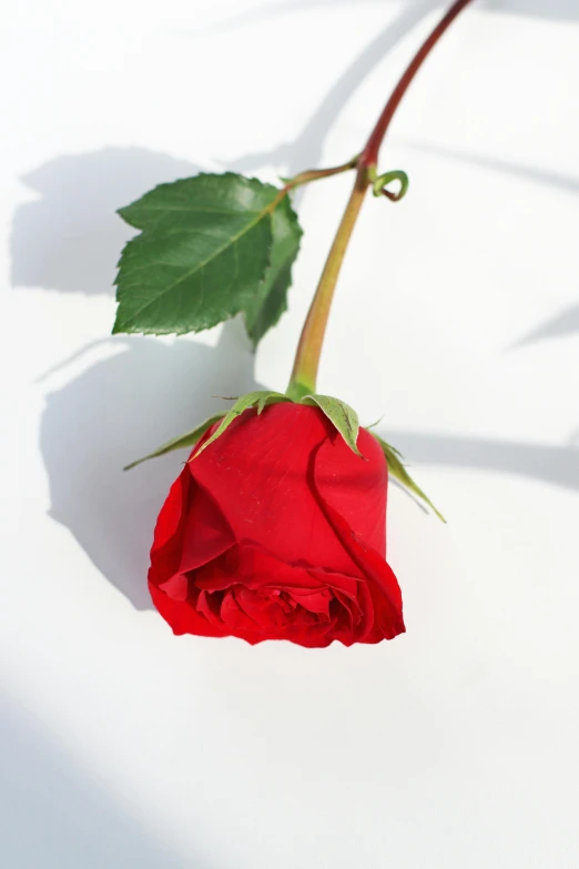 a single red rose sitting on a white surface, avalon, highly upvoted, large tall, romantic lead