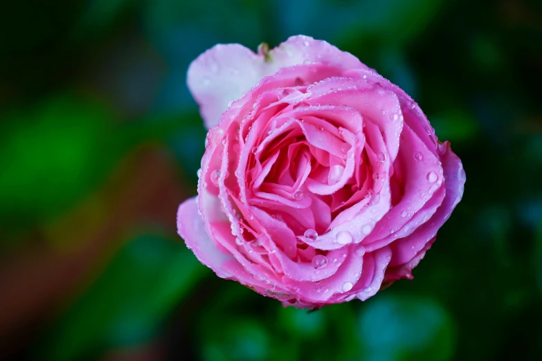 a pink rose with water droplets on it, inspired by Rose O’Neill, unsplash, fan favorite, color ( sony a 7 r iv, turquoise pink and green, exterior shot