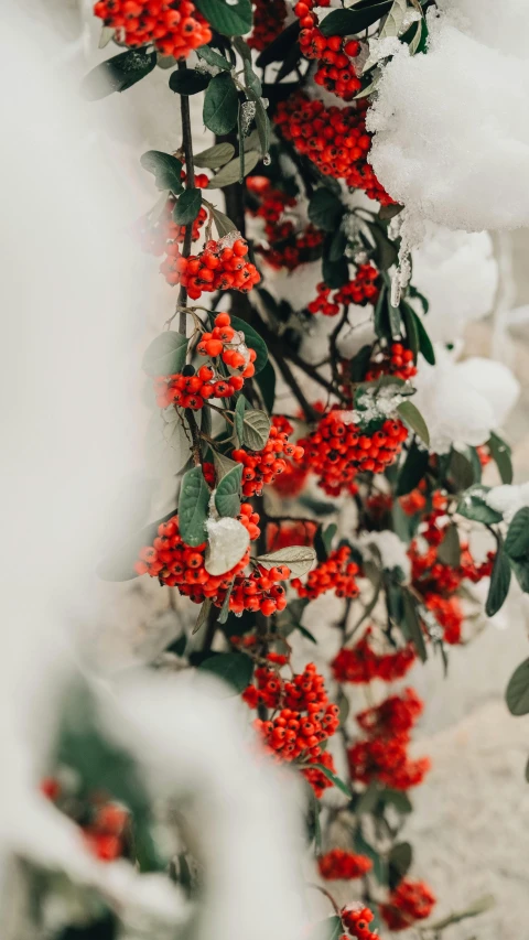 a bush of red berries covered in snow, by Emma Andijewska, trending on pexels, vines on the walls, thumbnail, festive, white and orange