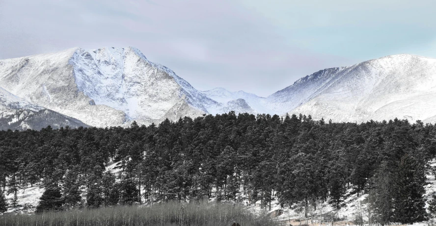 a herd of cattle standing on top of a snow covered field, a photo, inspired by Slava Raškaj, baroque, behind that turquoise mountains, gray, pine forests, large-format photography